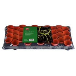 Ambassador Growing Tray - With 40 Round Pots - STX-344509 